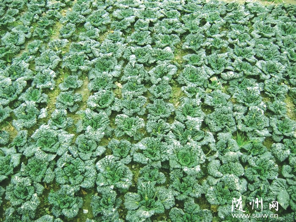 ׌�S�������ࡰ�ߡ��ø��h������δ��쾫Ʒ�_�l(f��)�ط��߲�Ʒ��